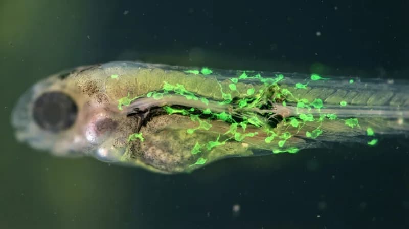 A Breakthrough in Regeneration: How Immune Cells Could Unlock Spinal Cord Repair