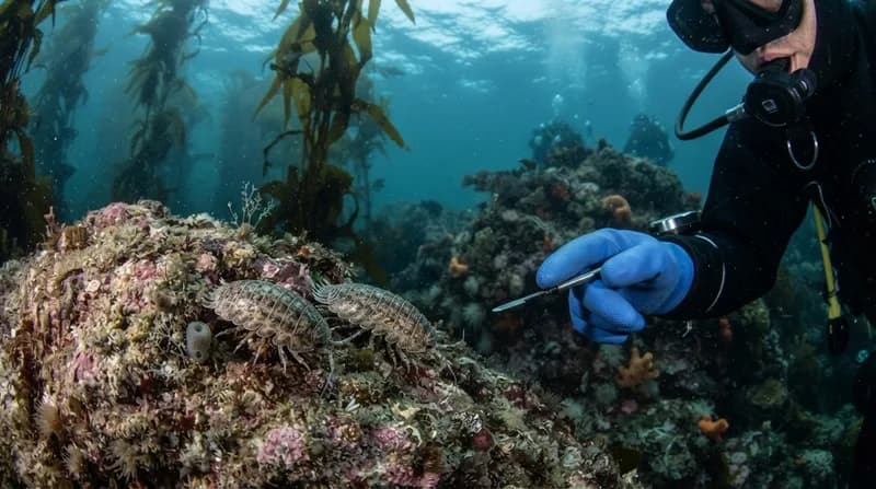 Descoperiri în adâncuri: două noi specii de „păianjeni de mare” identificate în Marea Salish
